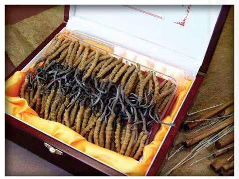 茶山镇冬虫夏草回收